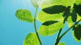A close-up synthesis of a leaf against a blue sky.