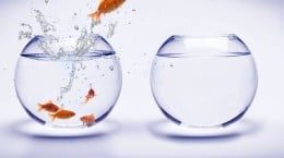 A goldfish jumping out of a fish bowl.