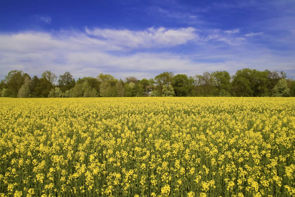 A field of yellow flowers, visited by candidates from INOGOV.