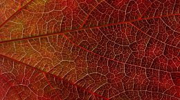 A close up image of a red leaf featured in the Special Issue of the Journal of Environmental Policy and Planning.